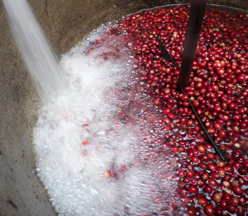 How Coffee Processing Methods Affect Your Brew at Home