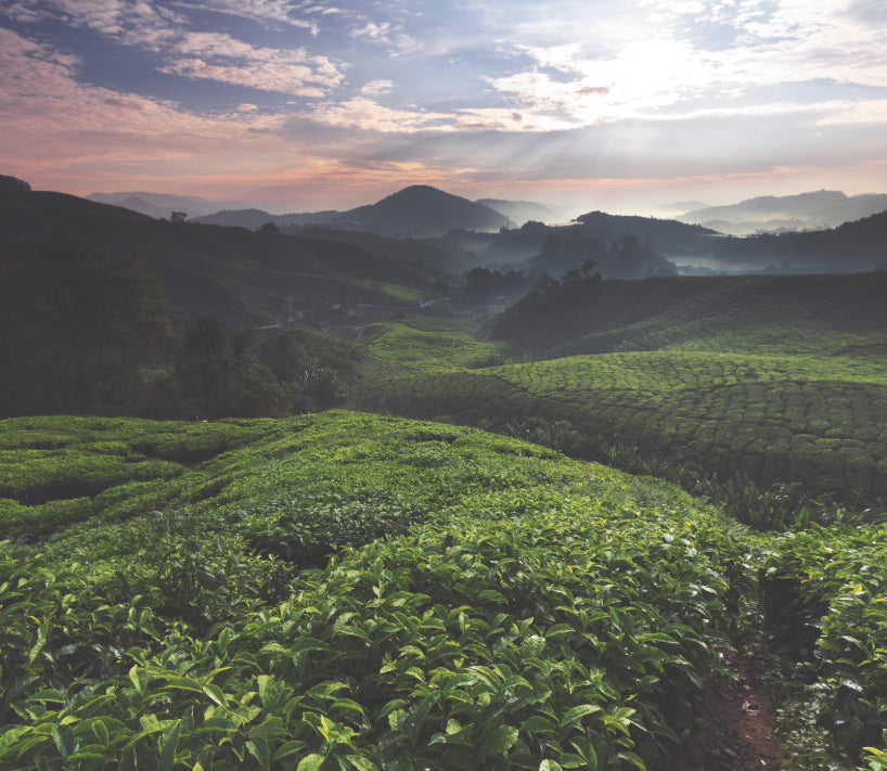 How Your Coffee Habit Impacts the Environment, Coffee Lovers!